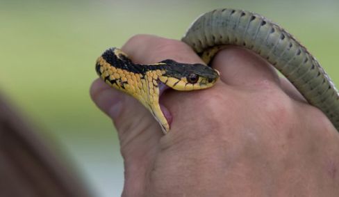 FIRST AID: WHAT CAN BE DONE TO: SNAKE BITES