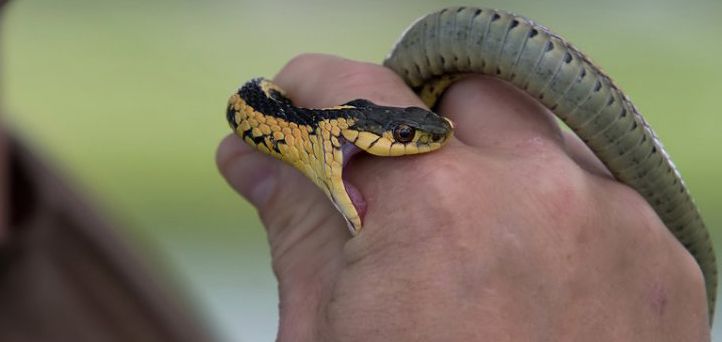 FIRST AID: WHAT CAN BE DONE TO: SNAKE BITES